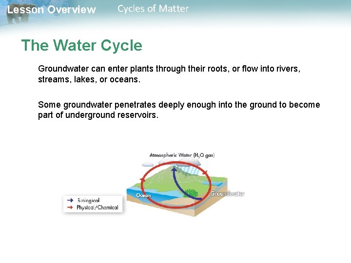 Lesson Overview Cycles of Matter The Water Cycle Groundwater can enter plants through their
