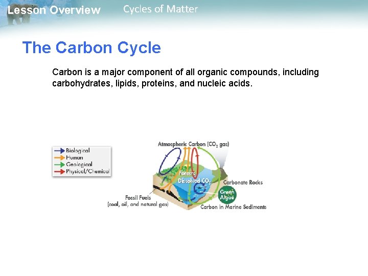 Lesson Overview Cycles of Matter The Carbon Cycle Carbon is a major component of