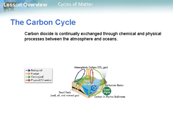 Lesson Overview Cycles of Matter The Carbon Cycle Carbon dioxide is continually exchanged through