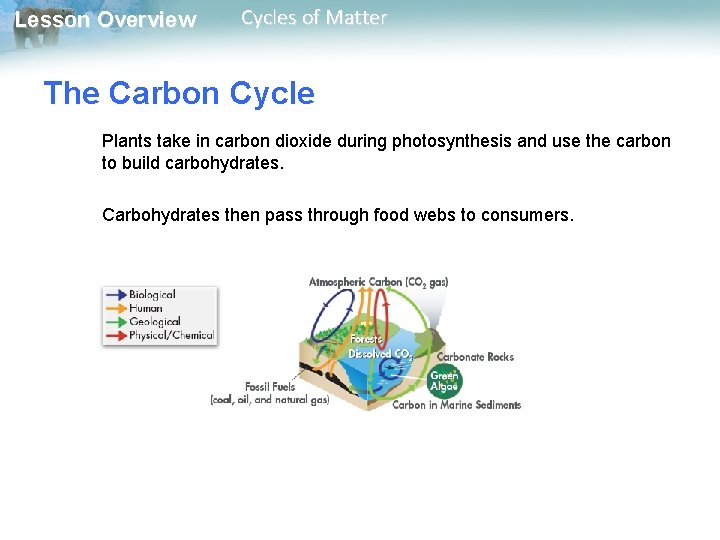 Lesson Overview Cycles of Matter The Carbon Cycle Plants take in carbon dioxide during