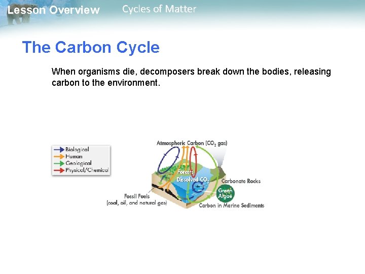 Lesson Overview Cycles of Matter The Carbon Cycle When organisms die, decomposers break down