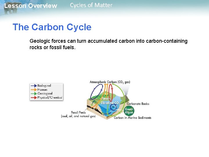 Lesson Overview Cycles of Matter The Carbon Cycle Geologic forces can turn accumulated carbon