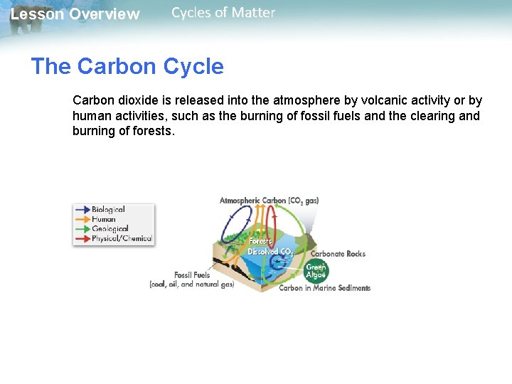 Lesson Overview Cycles of Matter The Carbon Cycle Carbon dioxide is released into the