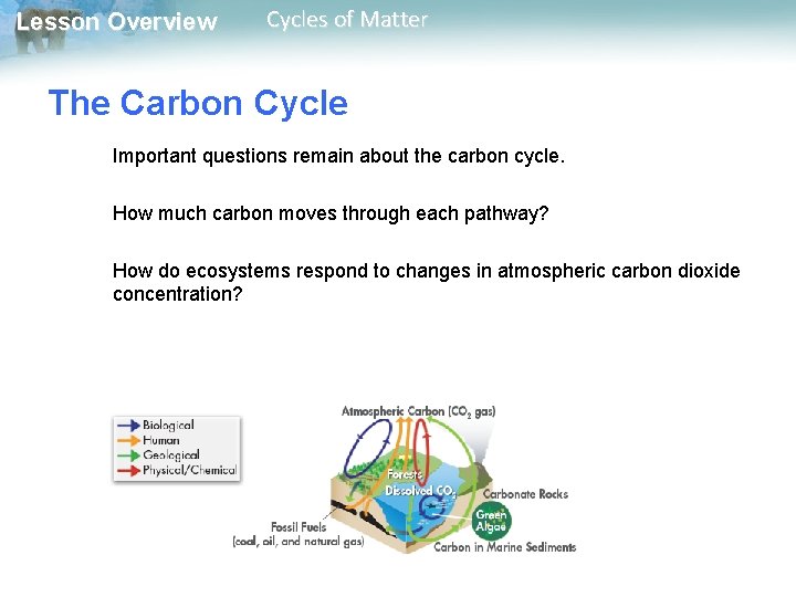 Lesson Overview Cycles of Matter The Carbon Cycle Important questions remain about the carbon
