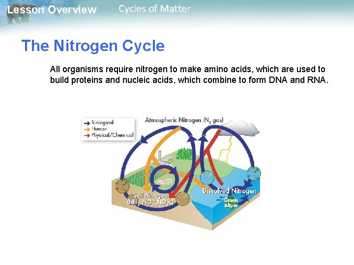 Lesson Overview Cycles of Matter The Nitrogen Cycle All organisms require nitrogen to make