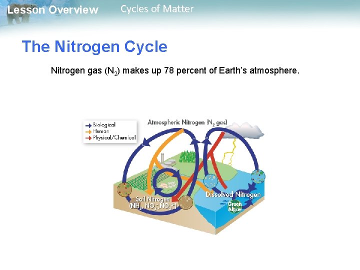 Lesson Overview Cycles of Matter The Nitrogen Cycle Nitrogen gas (N 2) makes up