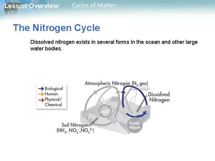 Lesson Overview Cycles of Matter The Nitrogen Cycle Dissolved nitrogen exists in several forms