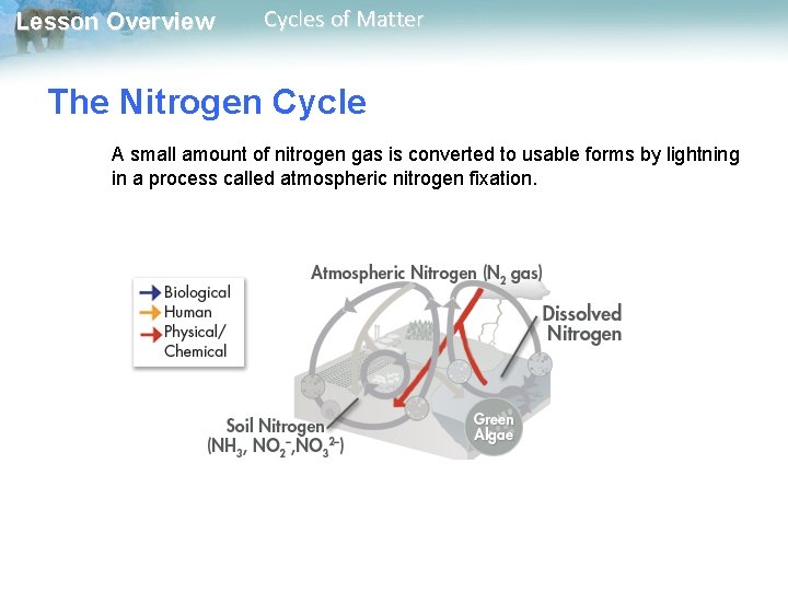 Lesson Overview Cycles of Matter The Nitrogen Cycle A small amount of nitrogen gas