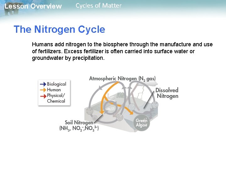 Lesson Overview Cycles of Matter The Nitrogen Cycle Humans add nitrogen to the biosphere