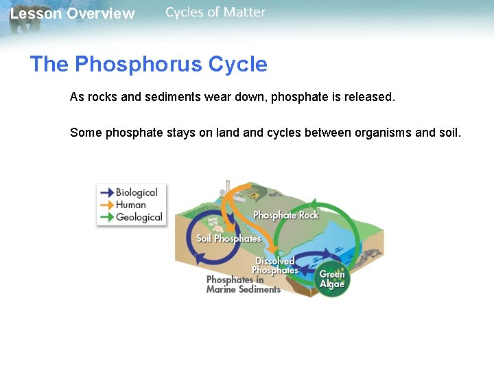 Lesson Overview Cycles of Matter The Phosphorus Cycle As rocks and sediments wear down,