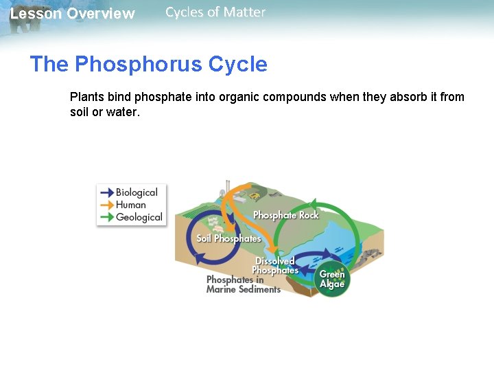 Lesson Overview Cycles of Matter The Phosphorus Cycle Plants bind phosphate into organic compounds