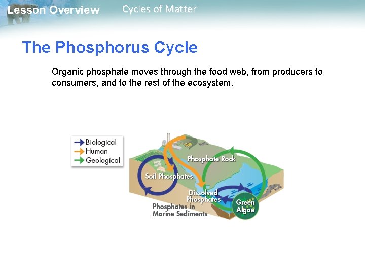 Lesson Overview Cycles of Matter The Phosphorus Cycle Organic phosphate moves through the food