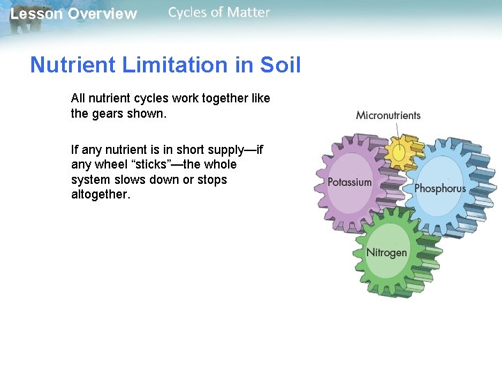 Lesson Overview Cycles of Matter Nutrient Limitation in Soil All nutrient cycles work together