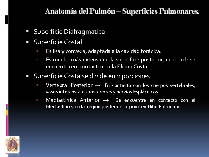 Anatomía del Pulmón – Superficies Pulmonares. Superficie Diafragmática. Superficie Costal. Es lisa y convexa,