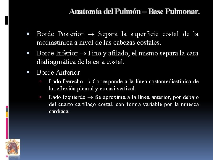 Anatomía del Pulmón – Base Pulmonar. Borde Posterior Separa la superficie costal de la