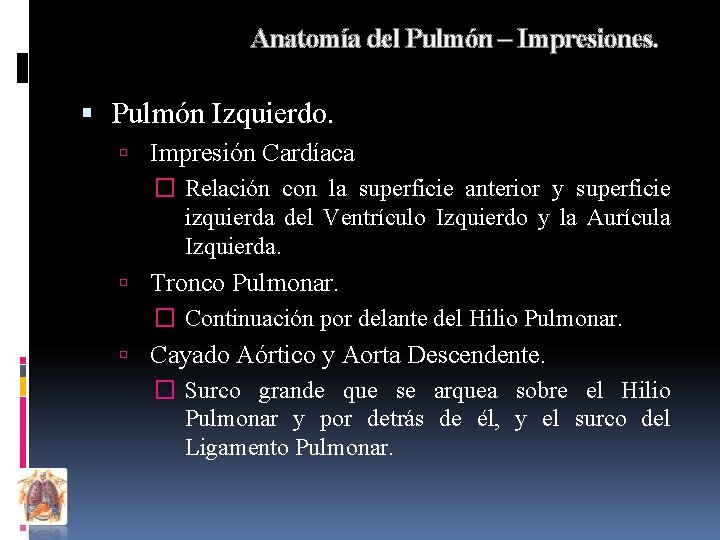 Anatomía del Pulmón – Impresiones. Pulmón Izquierdo. Impresión Cardíaca � Relación con la superficie