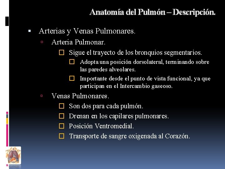 Anatomía del Pulmón – Descripción. Arterias y Venas Pulmonares. Arteria Pulmonar. � Sigue el