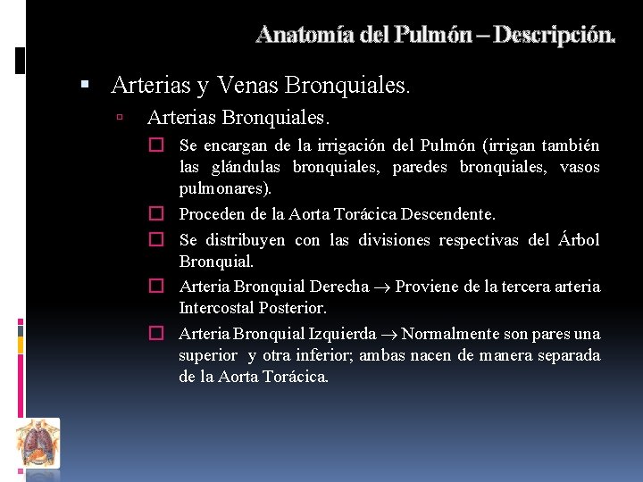 Anatomía del Pulmón – Descripción. Arterias y Venas Bronquiales. Arterias Bronquiales. � Se encargan