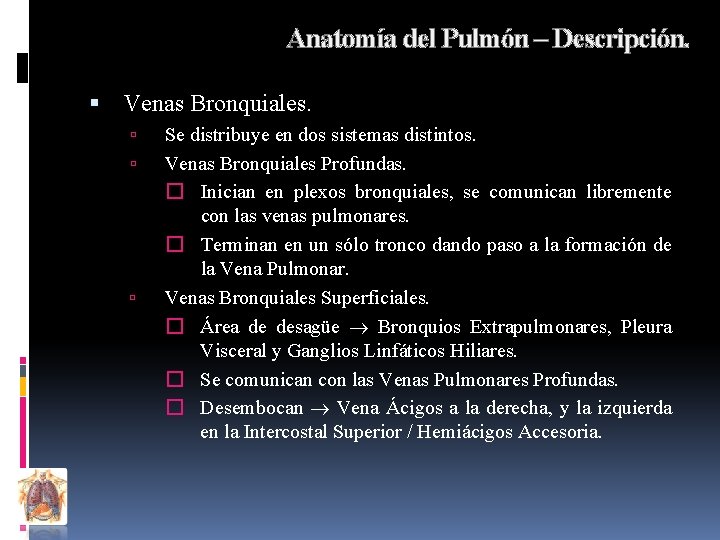 Anatomía del Pulmón – Descripción. Venas Bronquiales. Se distribuye en dos sistemas distintos. Venas