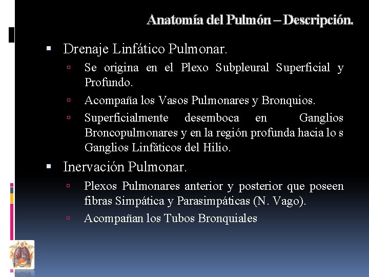 Anatomía del Pulmón – Descripción. Drenaje Linfático Pulmonar. Se origina en el Plexo Subpleural