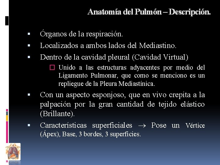 Anatomía del Pulmón – Descripción. Órganos de la respiración. Localizados a ambos lados del