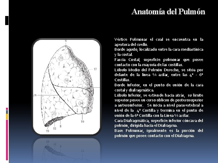 Anatomía del Pulmón Vértice Pulmonar el cual se encuentra en la apertura del cuello.