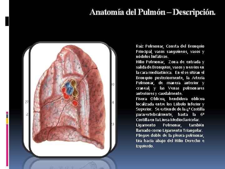 Anatomía del Pulmón – Descripción. Raíz Pulmonar, Consta del Bronquio Principal, vasos sanguíneos, vasos