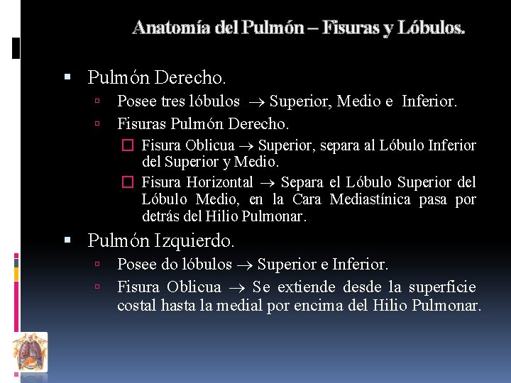 Anatomía del Pulmón – Fisuras y Lóbulos. Pulmón Derecho. Posee tres lóbulos Superior, Medio