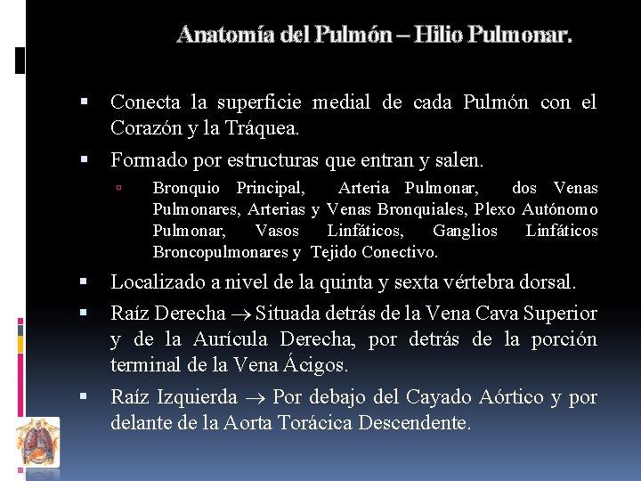 Anatomía del Pulmón – Hilio Pulmonar. Conecta la superficie medial de cada Pulmón con