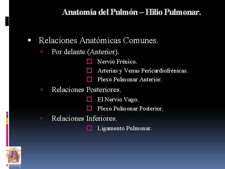 Anatomía del Pulmón – Hilio Pulmonar. Relaciones Anatómicas Comunes. Por delante (Anterior). � Nervio