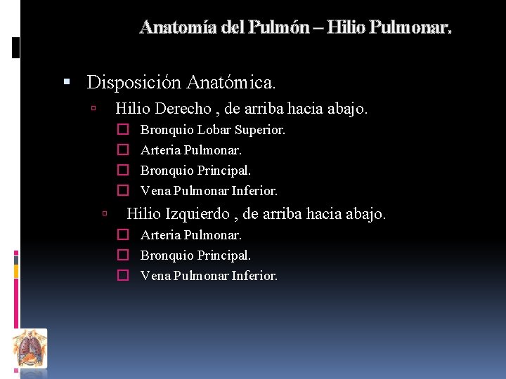 Anatomía del Pulmón – Hilio Pulmonar. Disposición Anatómica. Hilio Derecho , de arriba hacia