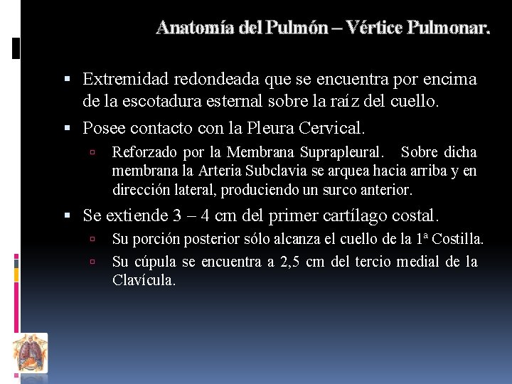 Anatomía del Pulmón – Vértice Pulmonar. Extremidad redondeada que se encuentra por encima de