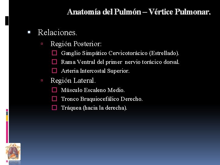 Anatomía del Pulmón – Vértice Pulmonar. Relaciones. Región Posterior: � Ganglio Simpático Cervicotorácico (Estrellado).