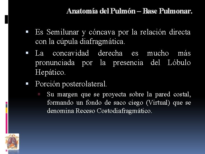 Anatomía del Pulmón – Base Pulmonar. Es Semilunar y cóncava por la relación directa