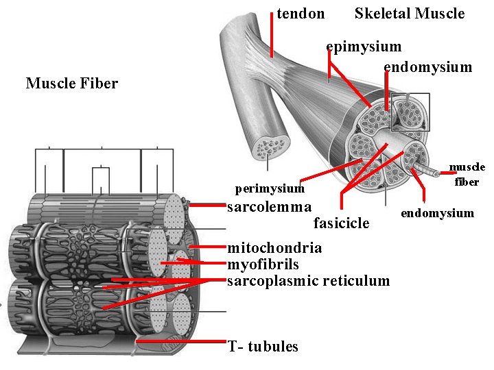 tendon Skeletal Muscle epimysium endomysium Muscle Fiber perimysium sarcolemma fasicicle mitochondria myofibrils sarcoplasmic reticulum