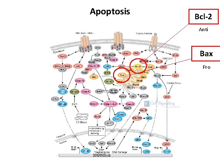 Apoptosis Bcl-2 Anti Bax Pro 