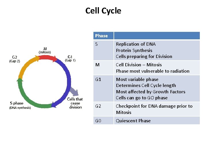 Cell Cycle Phase S Replication of DNA Protein Synthesis Cells preparing for Division M