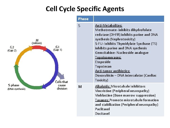 Cell Cycle Specific Agents Phase S Anti-Metabolites: Methotrexate- inhibits dihydrofolate redutase (DHFR) inhibits purine