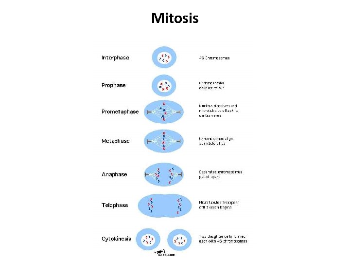 Mitosis 