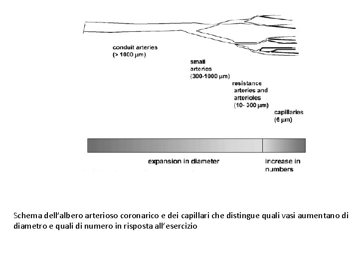 Schema dell’albero arterioso coronarico e dei capillari che distingue quali vasi aumentano di diametro