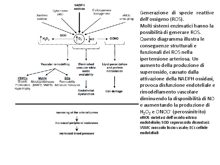 Generazione di specie reattive dell’ossigeno (ROS). Molti sistemi enzimatici hanno la possibilità di generare