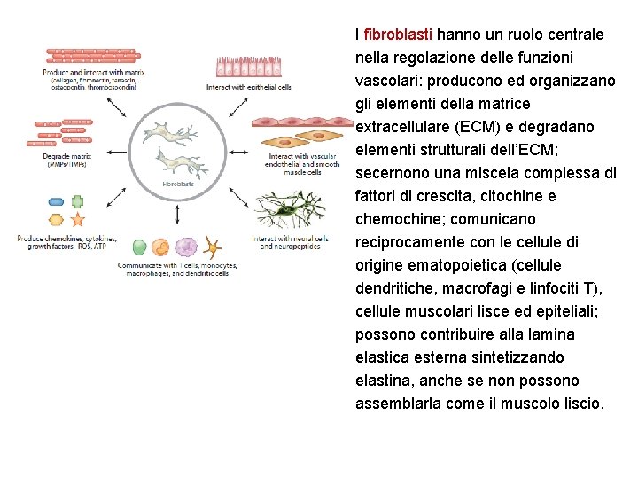 I fibroblasti hanno un ruolo centrale nella regolazione delle funzioni vascolari: producono ed organizzano