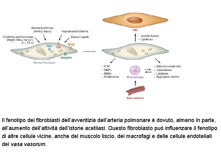 Il fenotipo dei fibroblasti dell’avventizia dell’arteria polmonare è dovuto, almeno in parte, all’aumento dell’attività