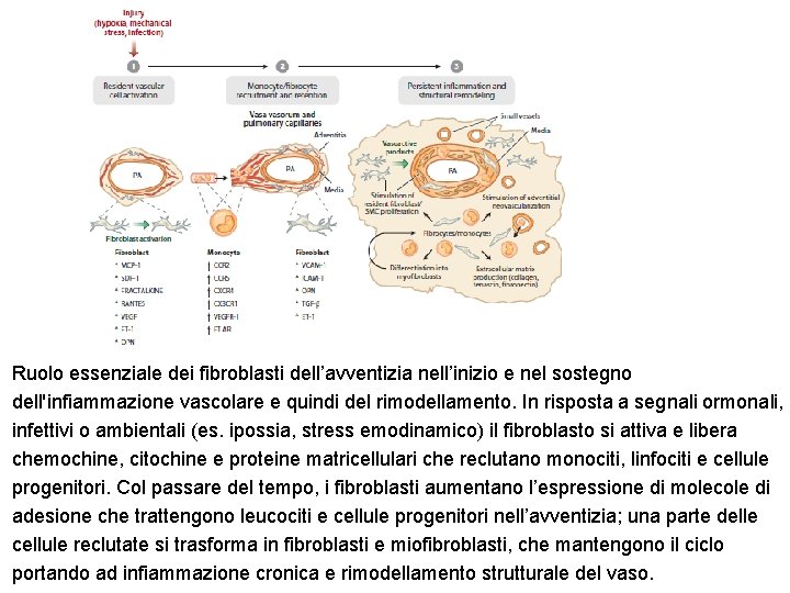 Ruolo essenziale dei fibroblasti dell’avventizia nell’inizio e nel sostegno dell'infiammazione vascolare e quindi del