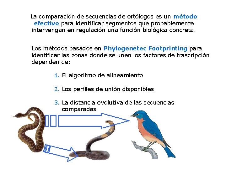 La comparación de secuencias de ortólogos es un método efectivo para identificar segmentos que