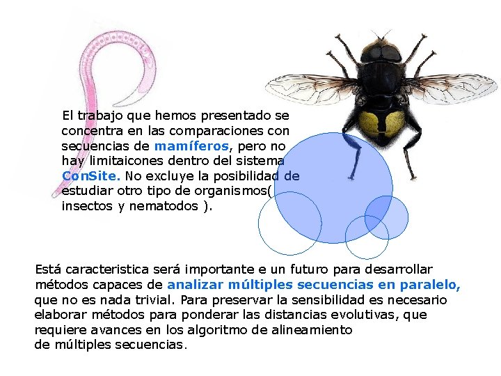 El trabajo que hemos presentado se concentra en las comparaciones con secuencias de mamíferos,