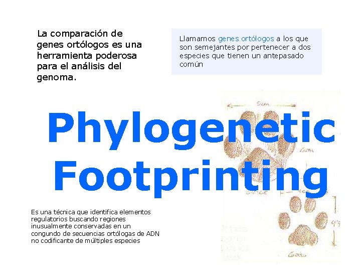 La comparación de genes ortólogos es una herramienta poderosa para el análisis del genoma.