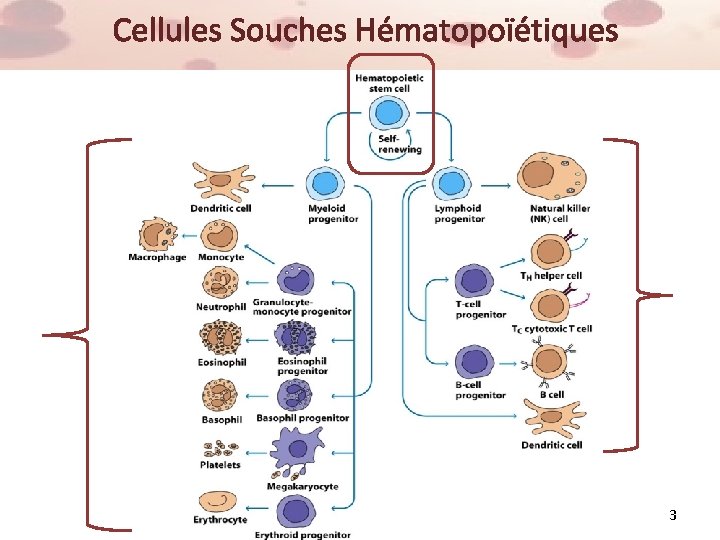 Cellules Souches Hématopoïétiques 3 