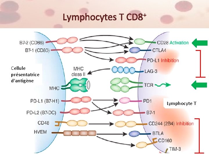 Lymphocytes T CD 8+ Cellule présentatrice d’antigène Lymphocyte T 5 