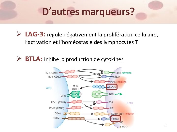 D’autres marqueurs? Ø LAG-3: régule négativement la prolifération cellulaire, l’activation et l’homéostasie des lymphocytes